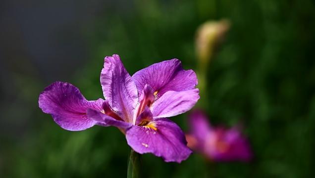 被救赎的花——罂粟（用罂粟的花语诠释救赎之美）