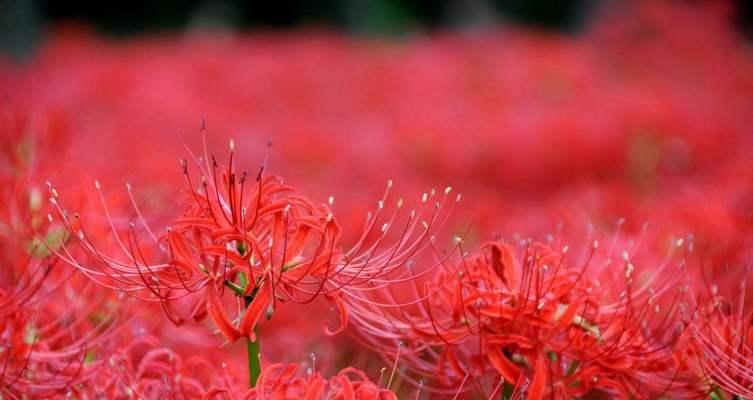 用玫瑰花语表白的勇气（用玫瑰花传递真挚的爱情）