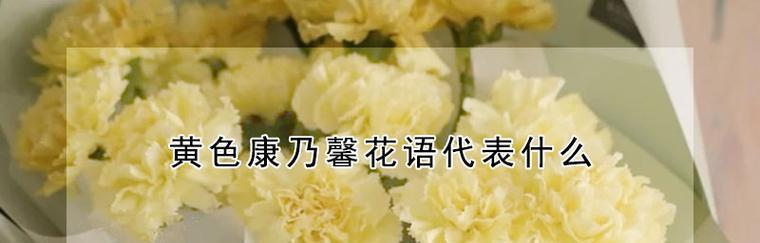 友情之花——以白玫瑰花语为主题的文章（用白玫瑰诠释真挚友谊）