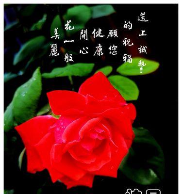 单纯美好——以百合花为主题的花语文章（用百合花的花语诠释单纯美好生活）