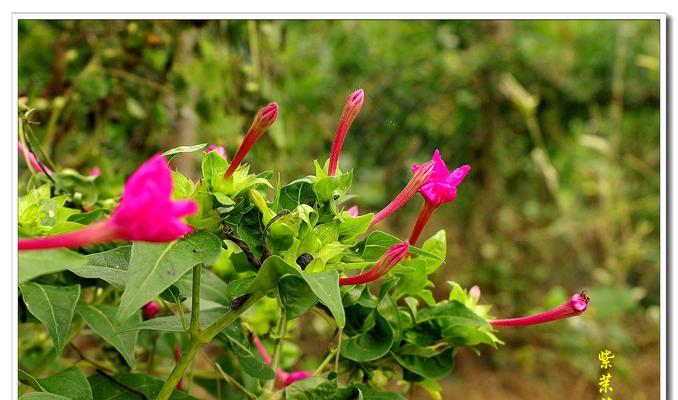 胆小懦弱的花语（以菊花为主题的花语解读）