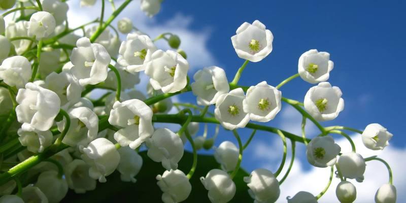 胆小懦弱的花语（以菊花为主题的花语解读）