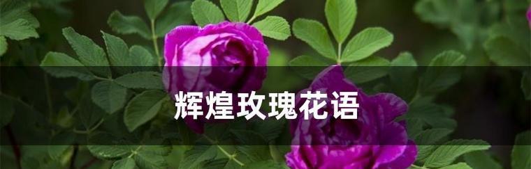 用什么花表达道歉挽回的花语？（揭秘道歉挽回的花朵花语及其传达的含义）