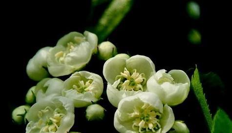 等待爱情的花语——以百合花为例（盛开在寂寞等待中的爱情之花）