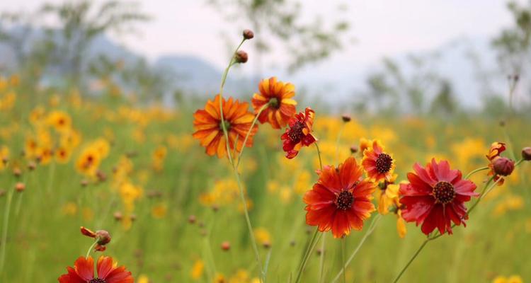 以玫瑰花的花语为主题的文章（玫瑰花的花语及其象征的爱情）