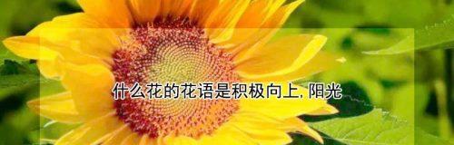 以百合花的花语为主题，让你感受真诚与纯洁（美丽的百合花传递着真挚的情感和无私的爱意）