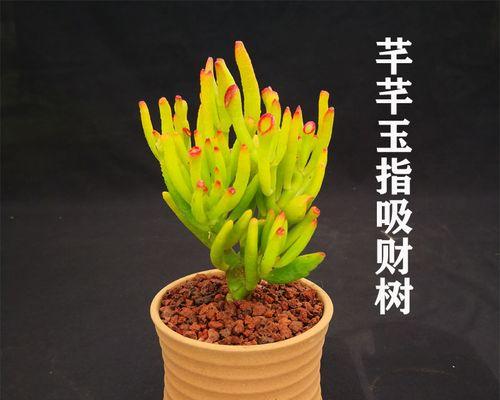 以金银花为主题的花语——发财之花（金银花开启财运，财富源源不断）