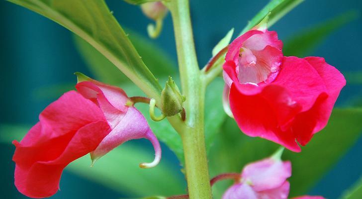 以玫瑰花的花语为主题的文章（奉献爱与美的玫瑰花语）