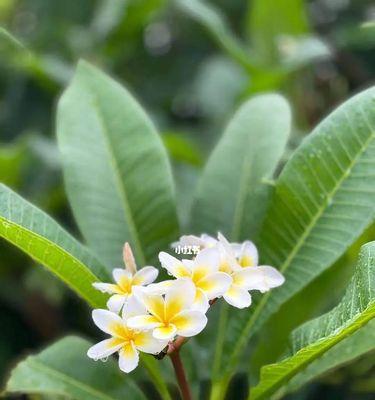 复活的奇迹（借百合花的花语，品味生命中的复活与重生）