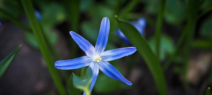 高冷花语——解读以兰花为代表的高冷花卉的心理意义（深入探索兰花的高冷之美，揭开其独特的内心世界）