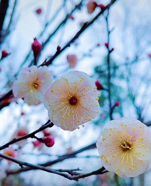 高冷花语——解读以兰花为代表的高冷花卉的心理意义（深入探索兰花的高冷之美，揭开其独特的内心世界）