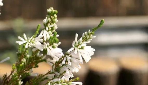 以玫瑰花的花语为主题的告白之旅（用芬芳传递爱意，用色彩述说心声）