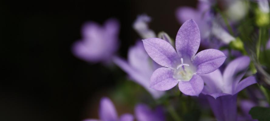 害羞之花（以玫瑰花为代表，探索害羞情感的内涵和表达方式）