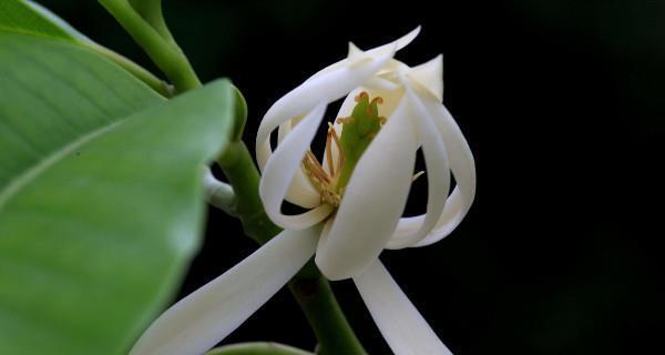 和平之花——白莲花的花语（探寻白莲花作为和平象征的内涵和传承）