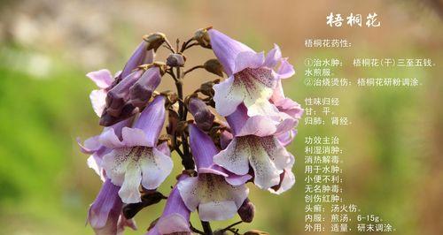 以菊花为主题的文章（花开花落，活着为主题）