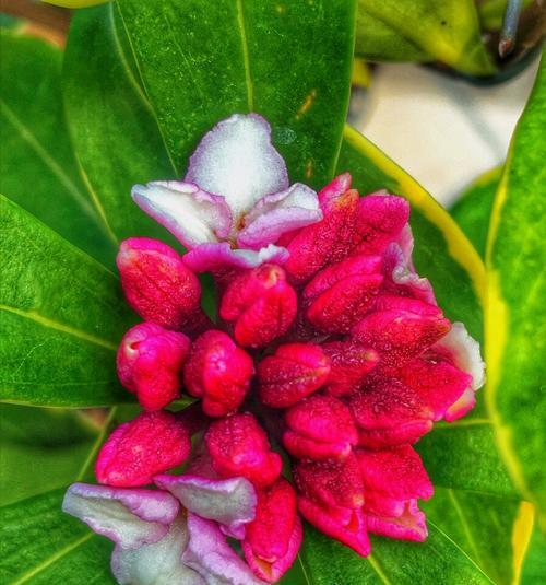 以菊花的花语为主题的吉祥如意（菊花的美丽和吉祥如意的象征）