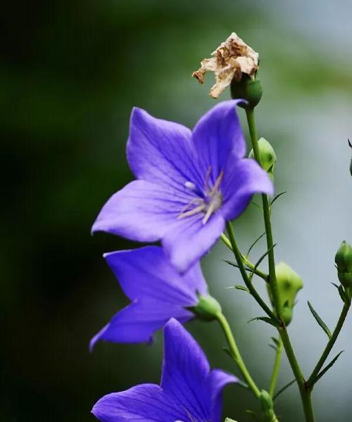 以牵牛花为主题的花语——坚持不懈的力量（跌倒七次，起来八次，牵牛花告诉我们什么？）