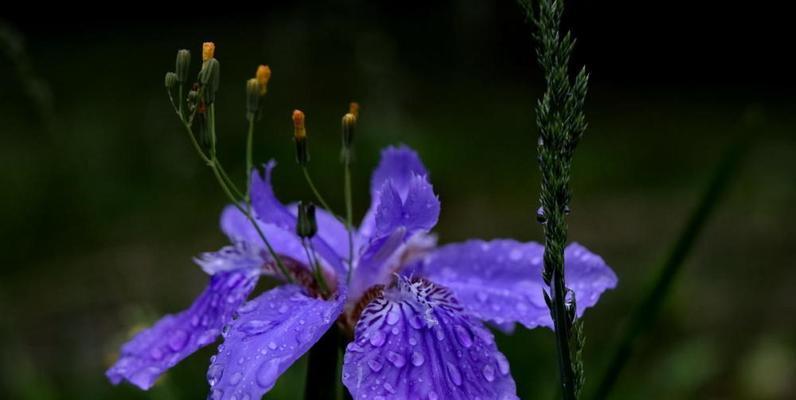 以向日葵花的花语“坚韧”为主题的文章（探寻向日葵花在生命中的坚韧力量）