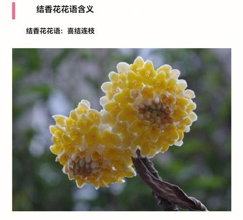 结束的花语-百合的含义与象征（花语传递的离别与新篇章的希望）