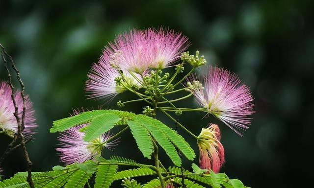 拒绝爱情的花语——玫瑰花的花语（揭示玫瑰花拒绝爱情的深层含义）