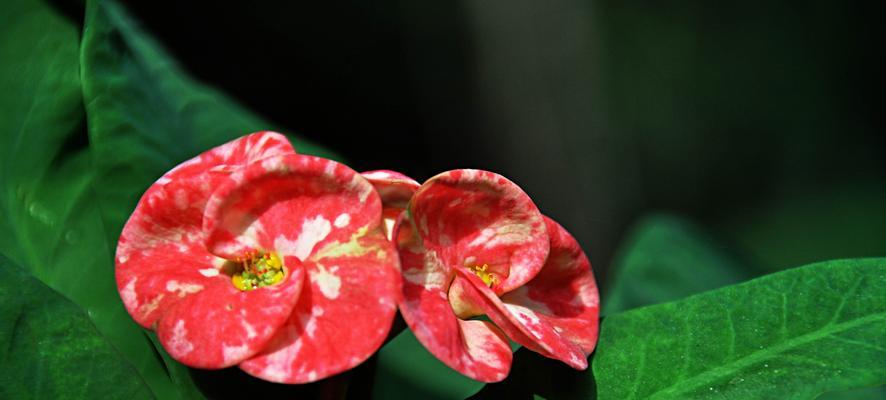 倔强的花语——蔷薇花（傲立不屈的花朵）