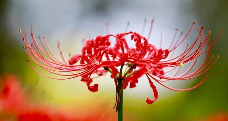 愧疚之花（探寻百合花语中的愧疚情感，揭示内心深处的矛盾与忏悔）