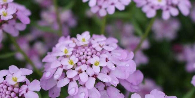 轮回之花（以莲花的花语探究轮回主题）