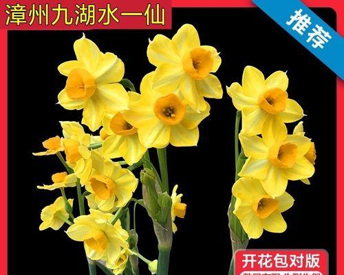 水仙花全家族——探秘不同品种的水仙花（从外貌到生长环境，解析水仙花的种类和特点）