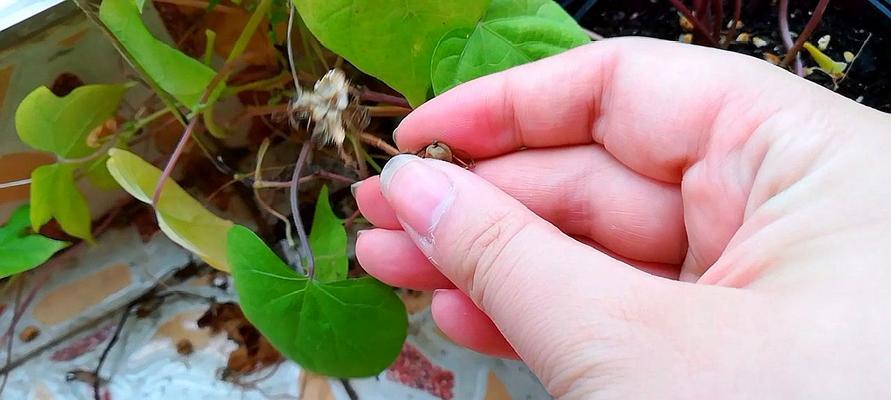 牵牛花结果了应该怎么办？（解读牵牛花的果实，让你更懂它）