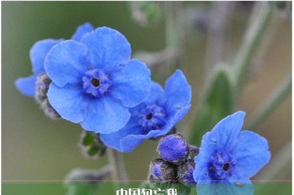 勿忘我开花时间及生长特点剖析（从种植到盛开，勿忘我的美丽之旅）