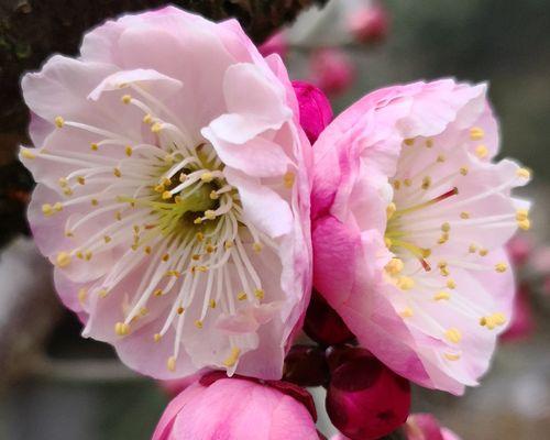 梅花养殖的技巧和要点（掌握正确的梅花养殖方法，让你的梅花生机勃勃）