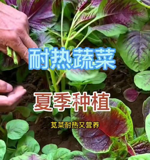 南方6月适宜种植的蔬菜及种植技巧（夏季鲜菜应季上桌，这里有你需要的全部！）