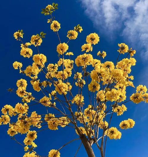 探究黄花风铃木的花期（花期多少天？以及如何鉴别花期？）