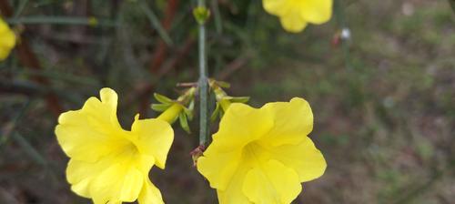 迎春花的馥郁气味（探寻迎春花的芳香秘密）