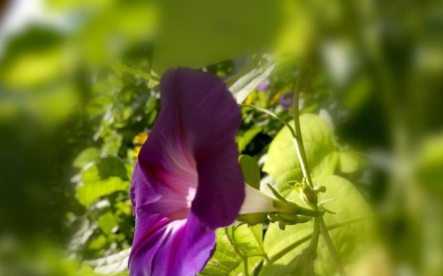 秋季在室内种牵牛花，让家里更美丽（轻松种植，让美丽常驻）