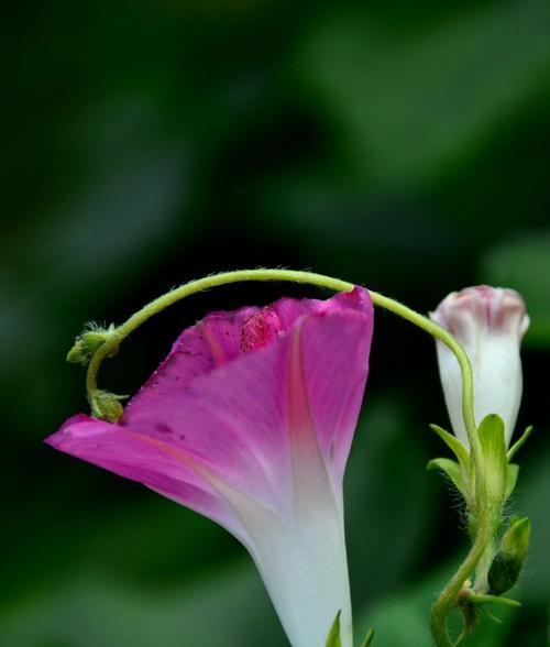 秋季在室内种牵牛花，让家里更美丽（轻松种植，让美丽常驻）