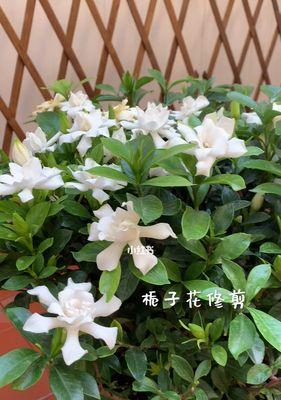 栀子花的开花时间及特点（探究栀子花的花期及其美丽特点）