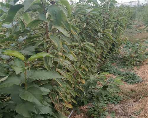 樱桃树的种植与养护（了解种植技巧，享受美味果实）