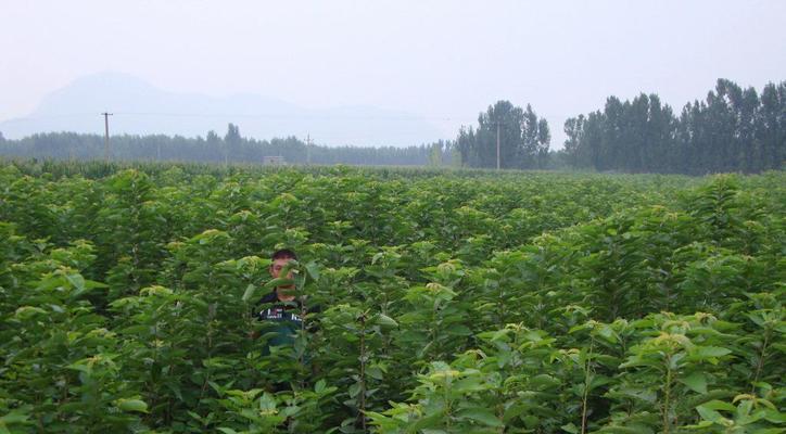 樱桃树的种植与养护（了解种植技巧，享受美味果实）