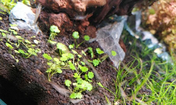 天湖葵种植指南（了解天湖葵的成长需求，让您轻松养好TA）