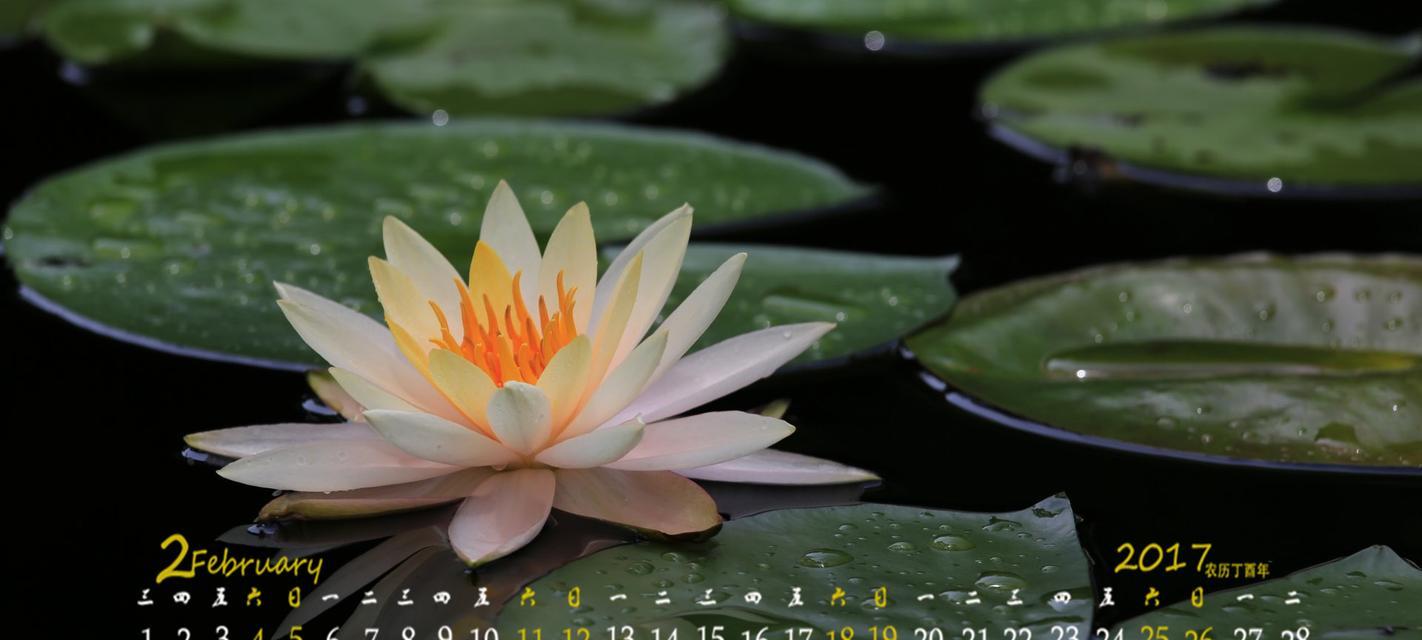 睡莲开花时间与花期解析（揭开睡莲的神秘面纱，发现它的美丽秘密）