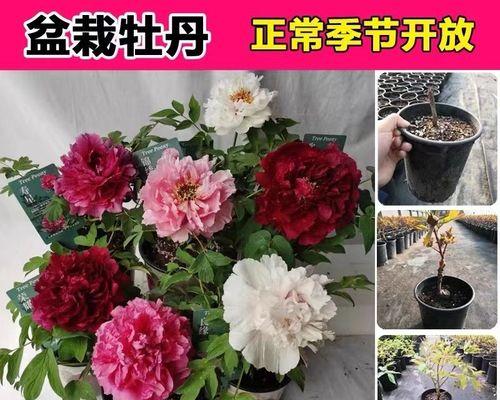 牡丹催花的方法（让牡丹花开满枝头的妙招）