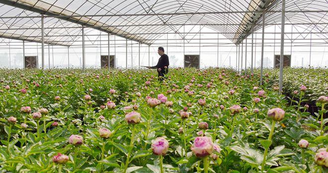 种植芍药花需要浇水吗？（了解芍药花的生长习性和水分需求）