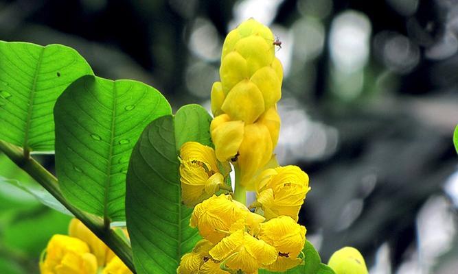 黄花槐的盛放时节（一年四季的变幻，春夏两季的黄海）