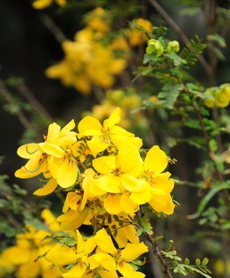 黄花槐的盛放时节（一年四季的变幻，春夏两季的黄海）