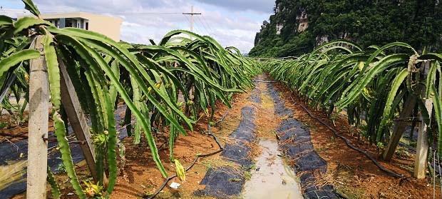 火龙果苗的种植方法（让你轻松掌握种植技巧，打造自己的果园）