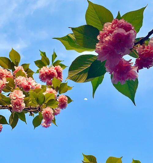 揭秘樱花树叶子的神秘形状（从形态到功用，樱花树叶子你知道多少？）