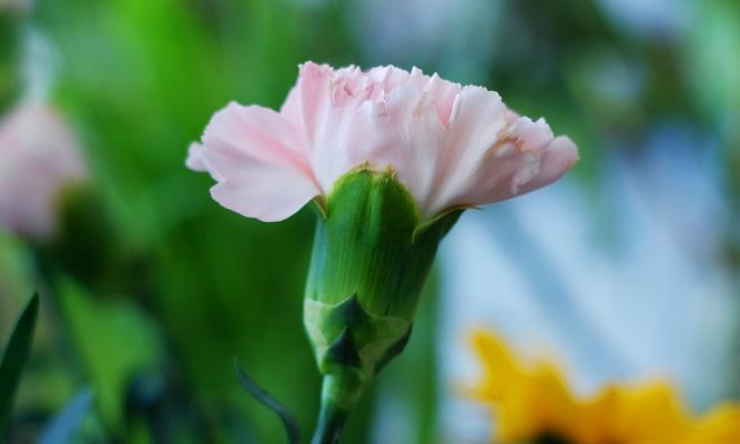 康乃馨的寓意与花语（探寻康乃馨的含义，了解它的花语）