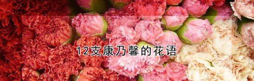 康乃馨花语与它所传达的情感（探寻康乃馨的花语，感受情感的绽放）