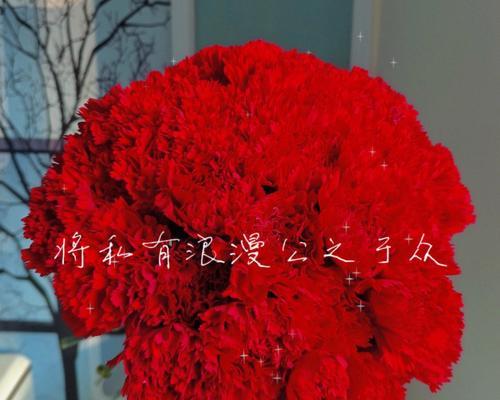 康乃馨几朵，传递爱的芬芳（康乃馨花语及象征意义，送给心爱的人）